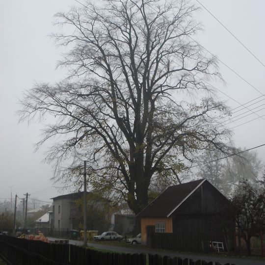 Památný jilm v Bukovci