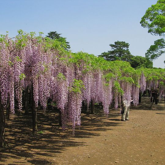 Wisteria in Ushijima