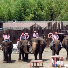 Ichihara Elephant Kingdom