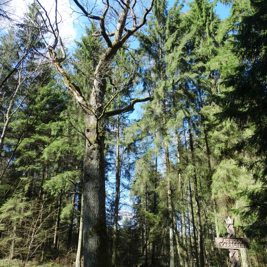 Ąžuolų karalienė