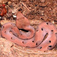 Shendurney Wildlife Sanctuary