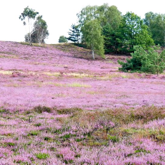 Kellerberge nordöstlich Gardelegen