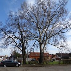 Topol bílý u Vojtěšské a Byškovické ulice