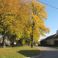 Stromořadí lip malolistých na návsi za kostelem