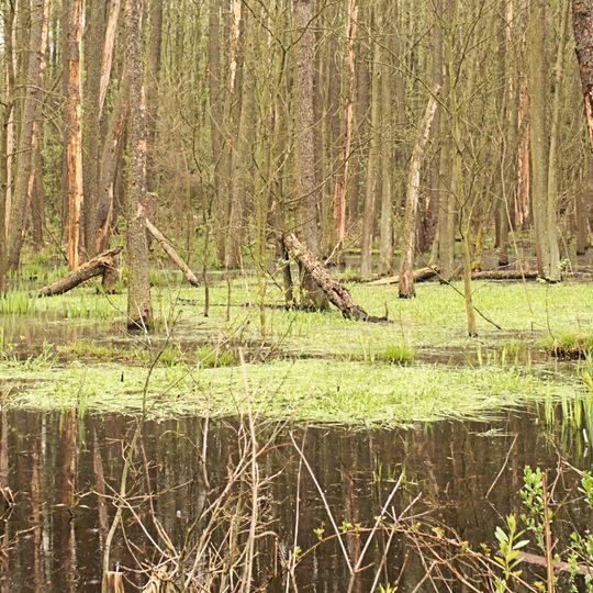 Rezerwat przyrody Wydymacz