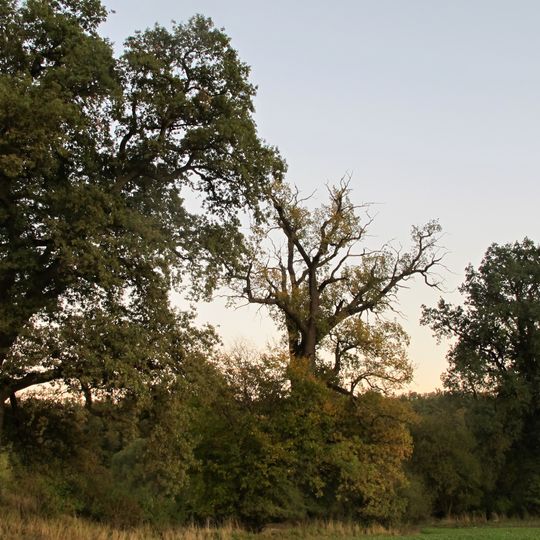 Skupina dubů letních