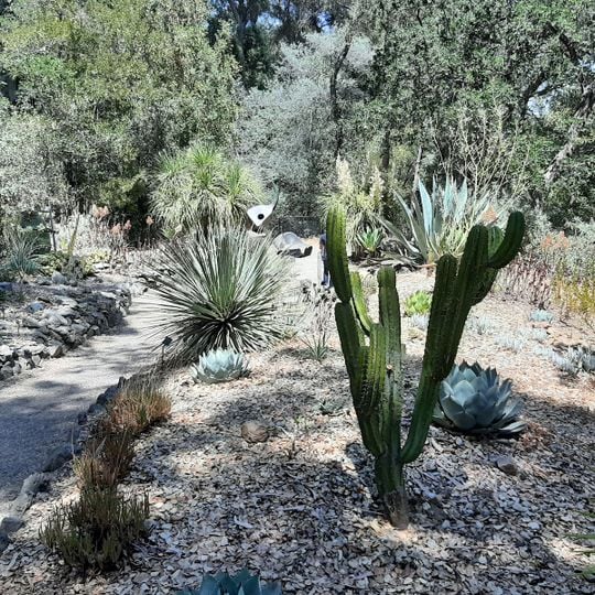 Phelan Cacti Garden
