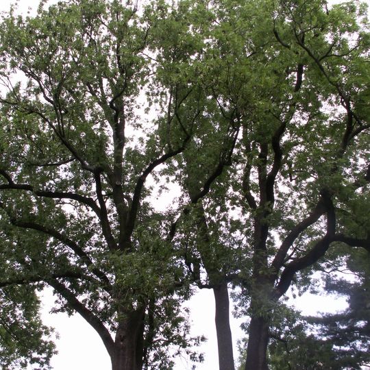 Jasany u Lošanského hřbitova