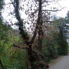 Castanyer del Ciment