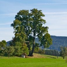 Fürstlinde am Weißenhof