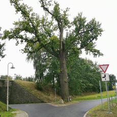 Stieleiche in der Weggabel Weißbach nach Oberlichtenau