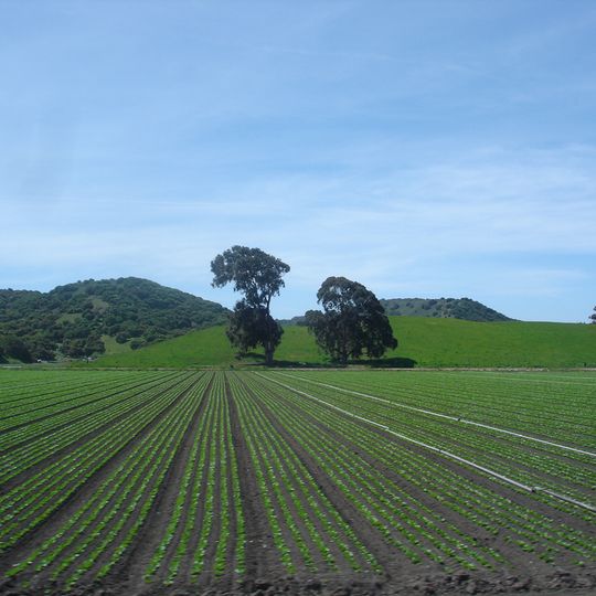Greenfield
