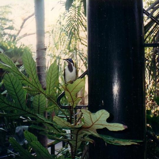 Gondwana Rainforest Sanctuary