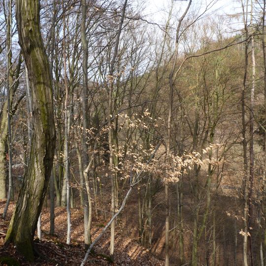 Zámecký les v Lomnici