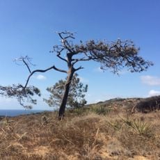 Torrey Pines State Natural Reserve