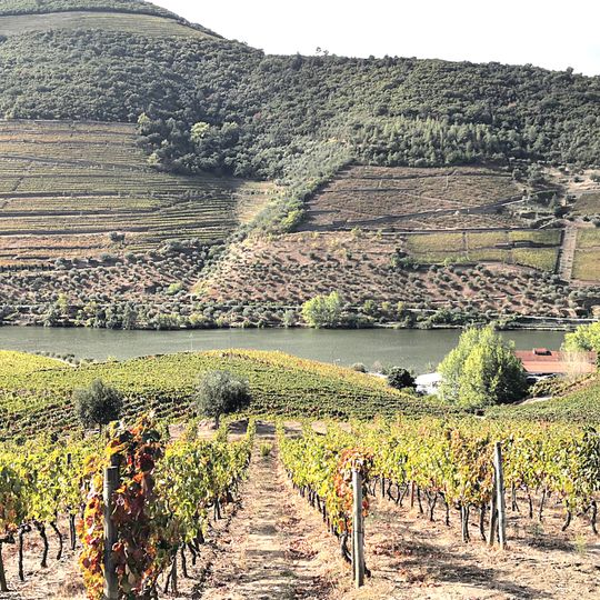 Regione vinicola dell'Alto Duero