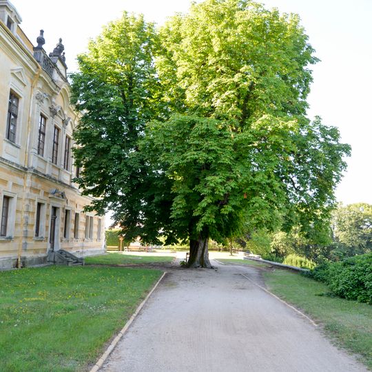Jírovec maďal v zámeckém parku Lysá nad Labem