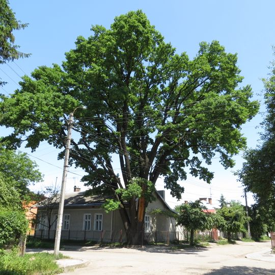 Quercus robur, Malaniuka, Ivano-Frankivsk