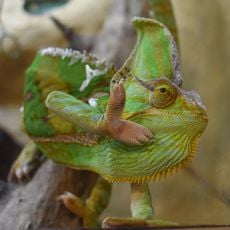 Reptilarium du Larzac