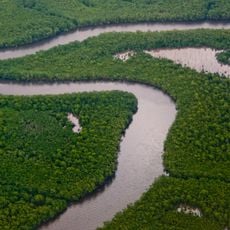Trinidad mangroves