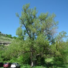 Populus nigra in Gortalovo