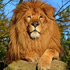 Touroparc Zoo