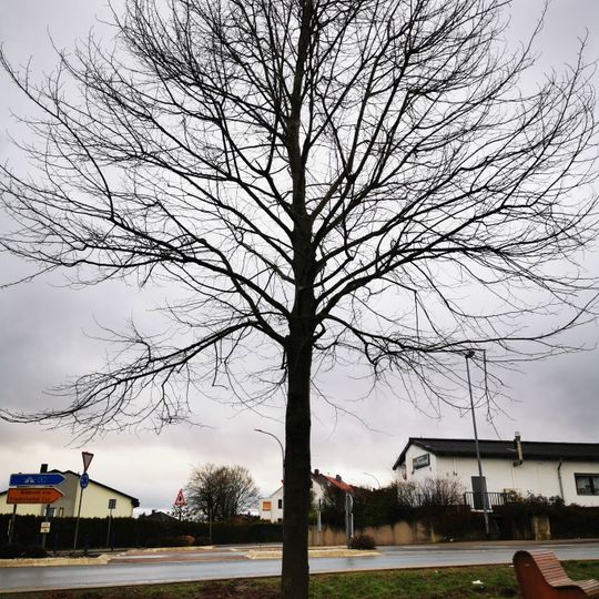 Elversberger Kaiserlinde