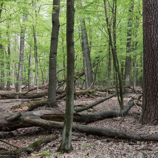 Stefan Starzynski Nature reserve Kabacki forest