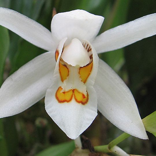 Sessa Orchid Sanctuary