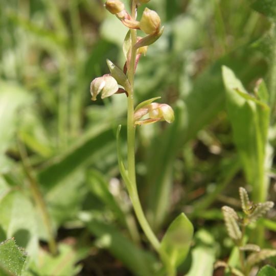 Těšovské pastviny