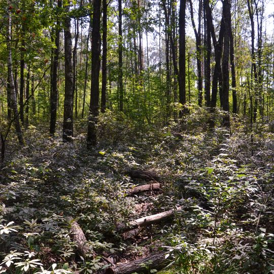 Karpykha forestry preserve