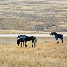 Bleu Horses