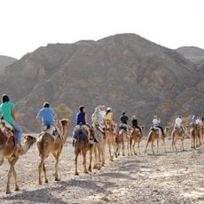Camel Ranch