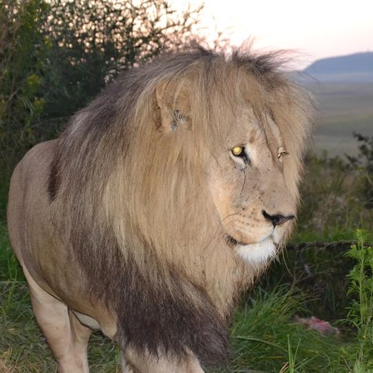 Love Lions Alive Sanctuary