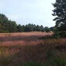Annaburger Heide (SA)