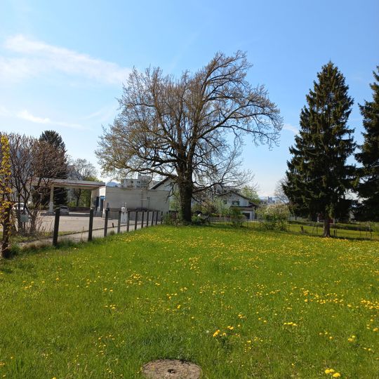 Pedunculate oak natural monument