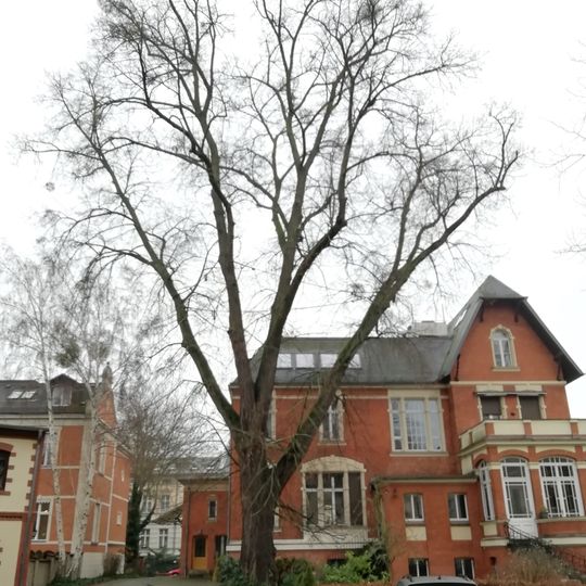 Naturdenkmal Winter-Linde in der Hebbelstraße Hebbelstraße 37, 14467 Potsdam; Flur 2, Flurstück 44336 in Potsdam