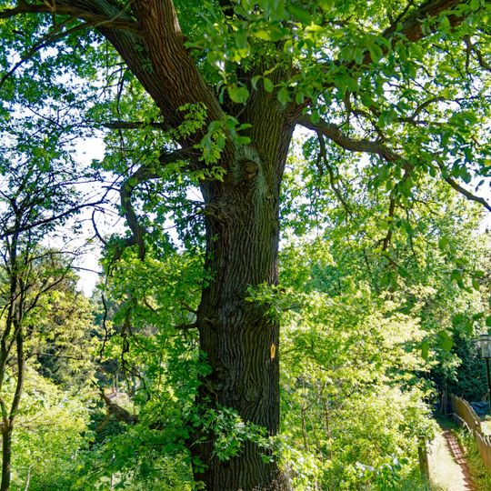 Quercus robur in Ferch, near Dorftstr. 6a
