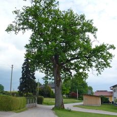 Stieleiche in Pfaffstätt