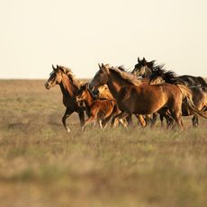 Caspian lowland desert