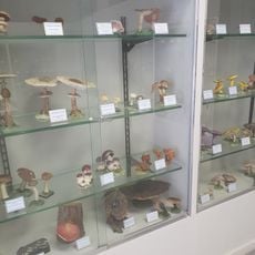 Museo del fungo