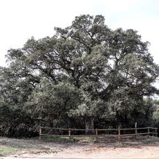 Surera de la Molinera