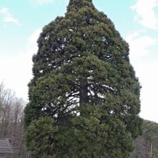 Sekvojovec v Chabaních