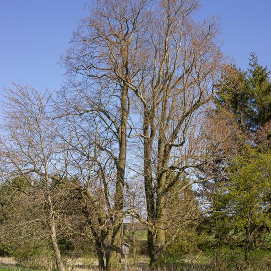 Lípy u hřbitova v Bělči