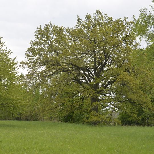 Quercus robur at Slaveneč