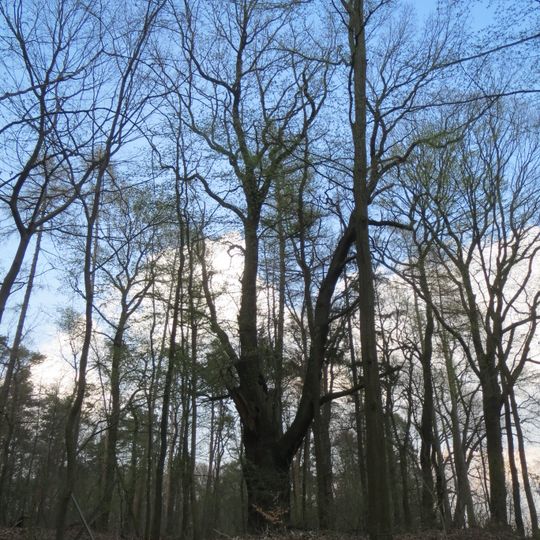 Naturdenkmal Stieleiche nördlich des Weges nach Guteborn, ca. 550 m vom Friedhof entfernt in Hohenbocka