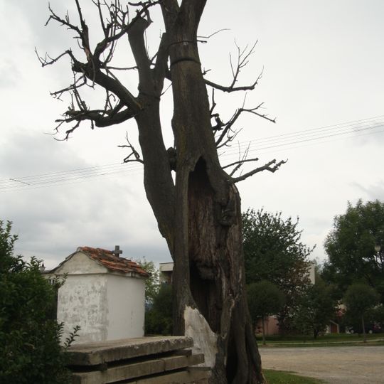 Lípa u kapličky