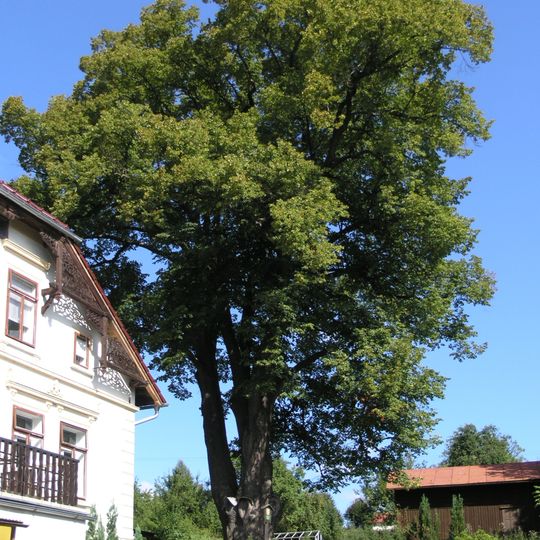 Lípa v Brtníkách