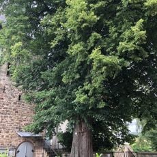 Kirchenlinde von Wethen