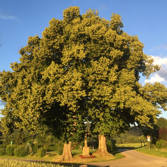 2 Linden mit Steinkreuz
